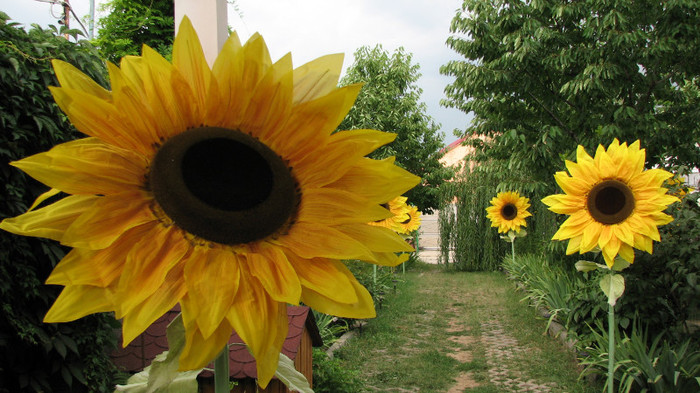 IMG_6949 - floarea soarelui gicant