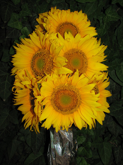 IMG_6995 - flori de floarea soarelui aduse de mama