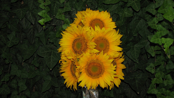 IMG_7000 - flori de floarea soarelui aduse de mama