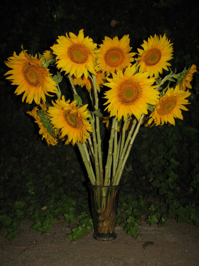 IMG_7035 - flori de floarea soarelui aduse de mama