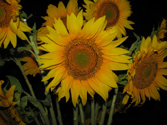 IMG_7041 - floarea soarelui