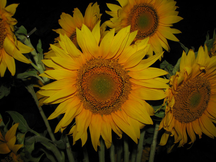 IMG_7042 - floarea soarelui