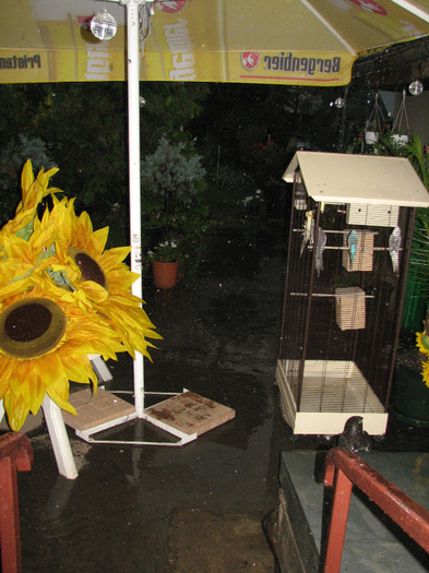 IMG_7058 - am strans florile - ploua