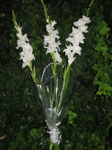 IMG_7065 - flori - gladiole