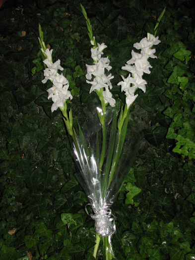 IMG_7069 - flori - gladiole