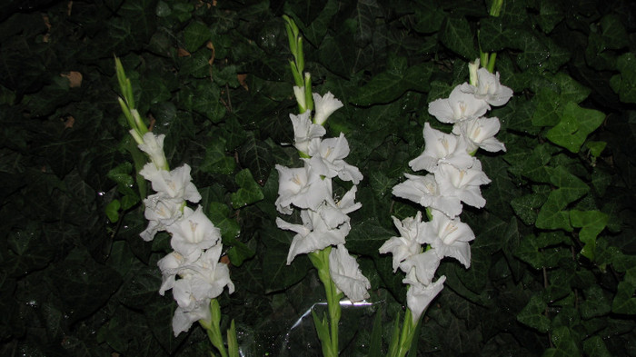 IMG_7070 - flori - gladiole