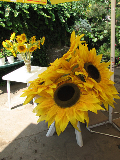 IMG_7083 - floarea soarelui imensa