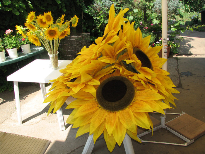 IMG_7086 - floarea soarelui imensa