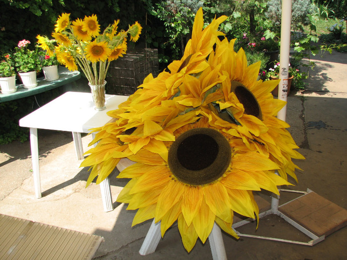 IMG_7088 - floarea soarelui imensa