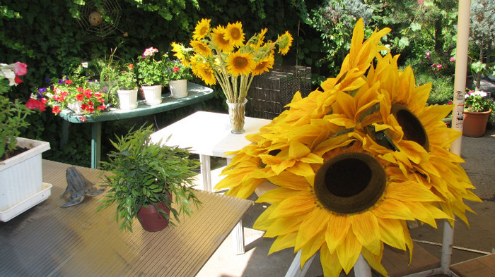 IMG_7094 - floarea soarelui imensa