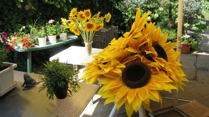 IMG_7097 - floarea soarelui imensa