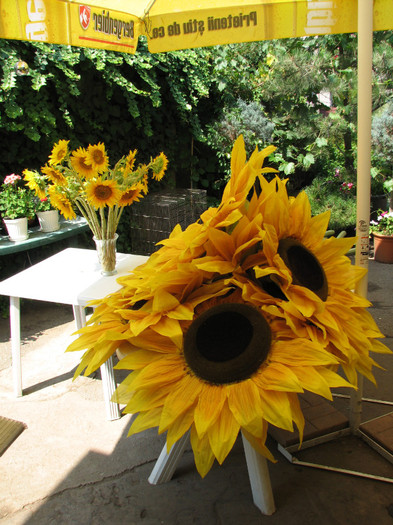 IMG_7099 - floarea soarelui imensa