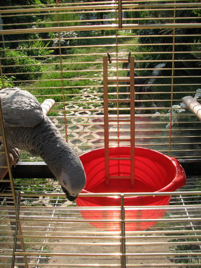 IMG_7159 - piscina papagal Cipone - animalele mele