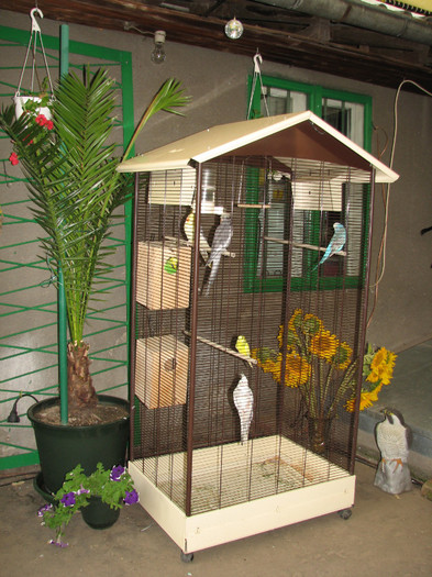 IMG_7260 - colivia cu papagali - voliera - animalele mele