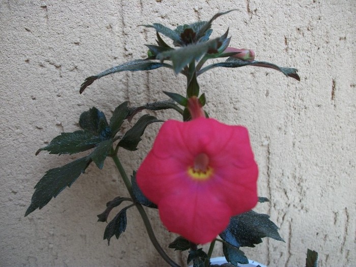 Tetra Himalayan - Achimenes 2011