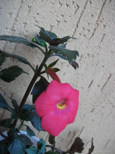 Tetra Himalayan - Achimenes 2011
