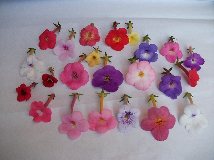054 - Achimenes 2011