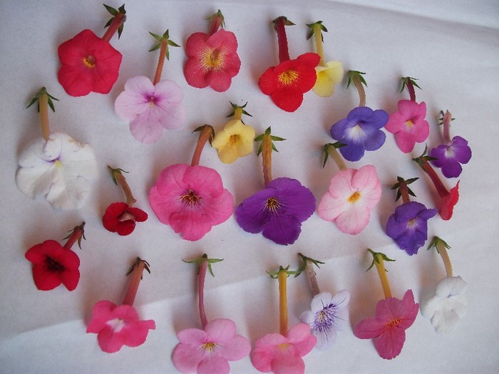 056 - Achimenes 2011