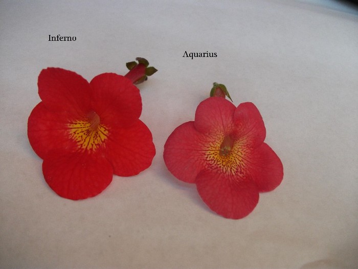 062 - Achimenes 2011