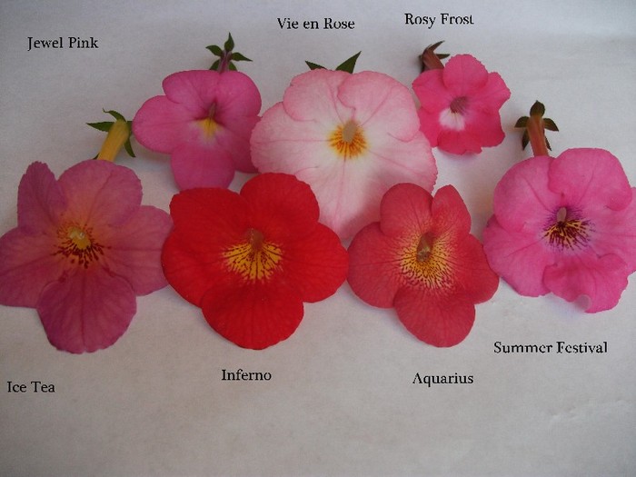 066 - Achimenes 2011
