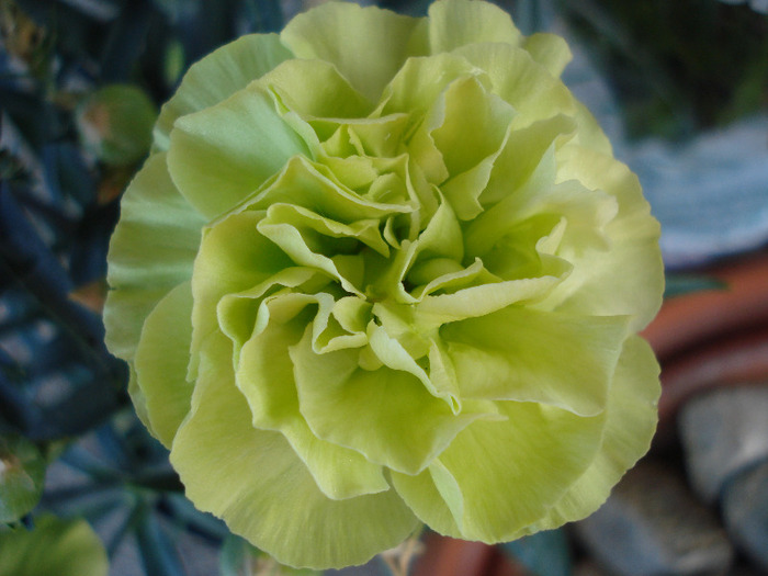 Dianthus Adorable JADE (2011, Aug.02)