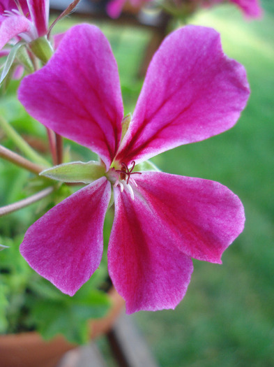 Geranium Summer Showers (`11, Aug.02)