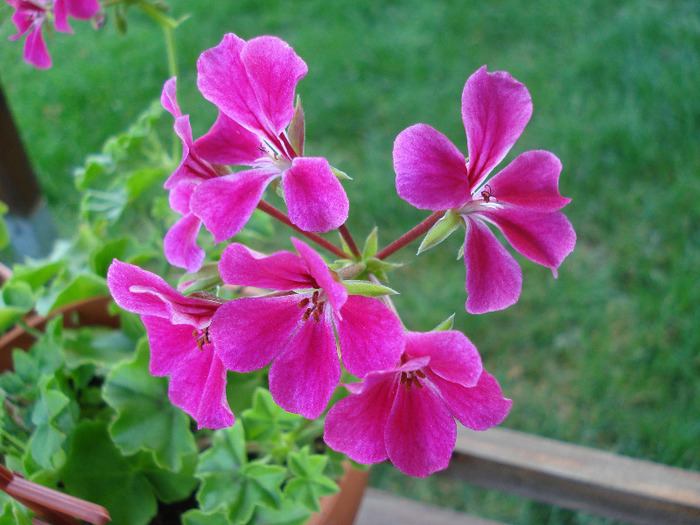 Geranium Summer Showers (`11, Aug.02) - Ivy-geranium Summer Showers