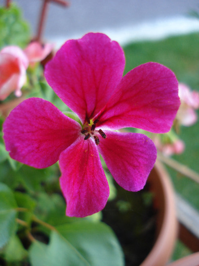 Geranium Summer Showers (`11, Aug.02)