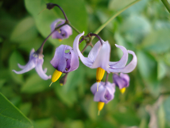 Solanum dulcamara (2011, May 29) - 05 Garden in May