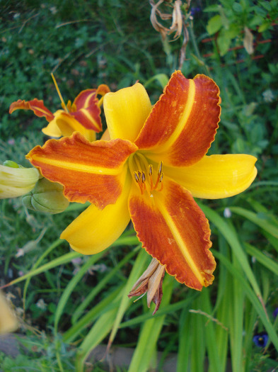 Daylily Frans Hals (2011, August 02) - Hemerocallis Frans Hals