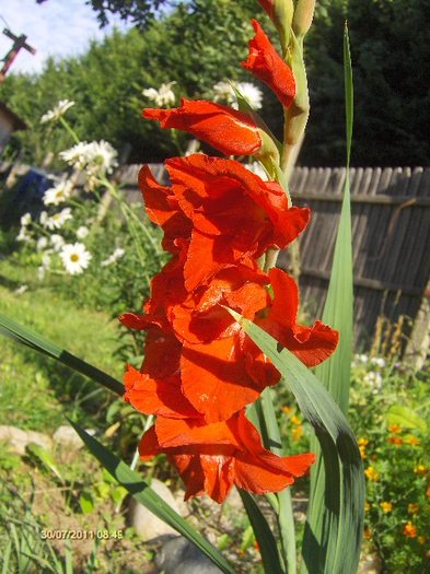 gladiola - 07_IULIE
