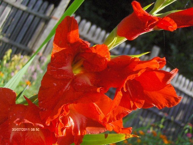 gladiola