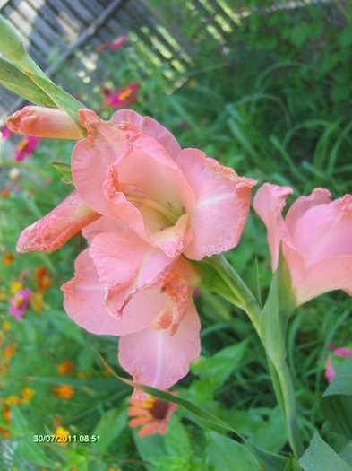 gladiola - 07_IULIE