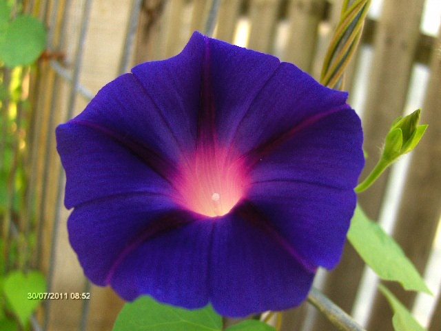 zorele.... - 07_IULIE