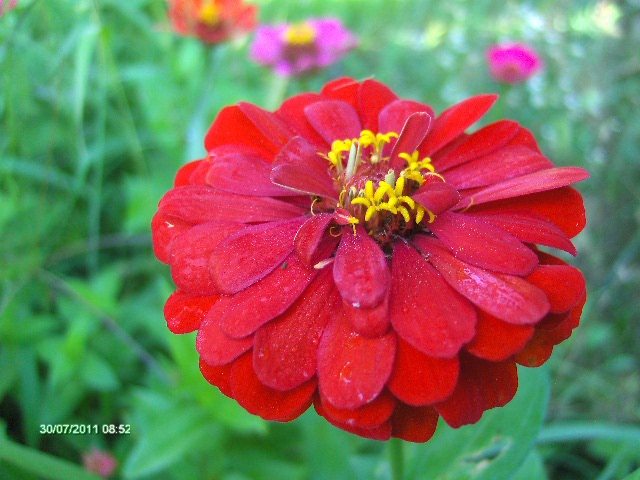 carciumareasa - 07_IULIE