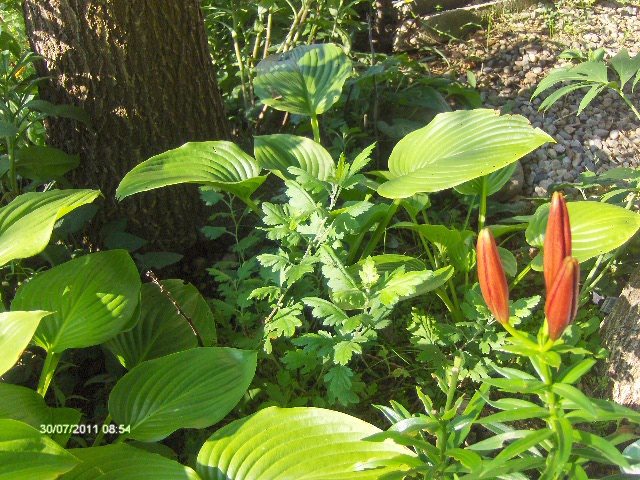 crin   crin hosta - 07_IULIE