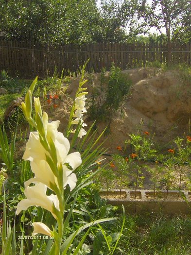 gladiola - 07_IULIE
