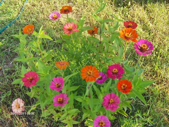 carciumarese - 07_IULIE