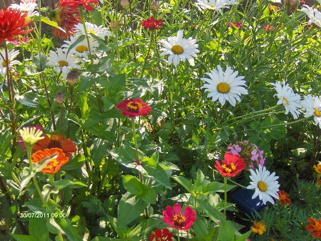 margarete,dalii,carciumarese - 07_IULIE