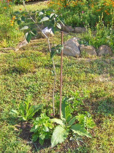 liliac,regina noptii, ochiul boului.. - 07_IULIE