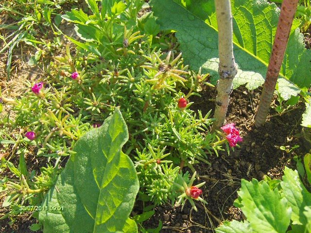 flori de piatra - 07_IULIE