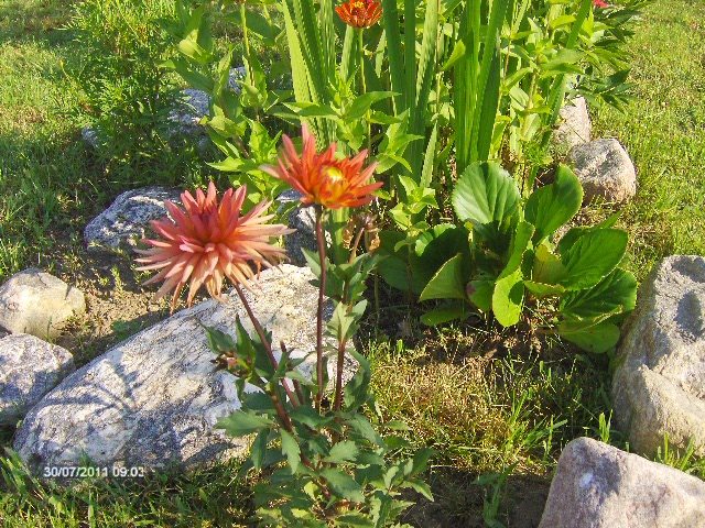 dalie - 07_IULIE
