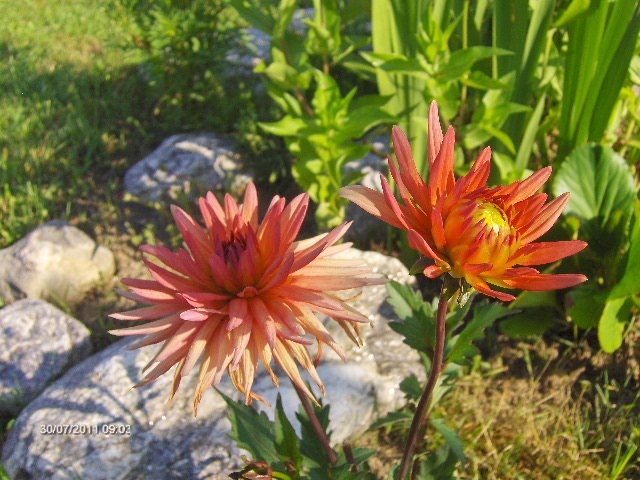 dalie de la Maryanne - 07_IULIE