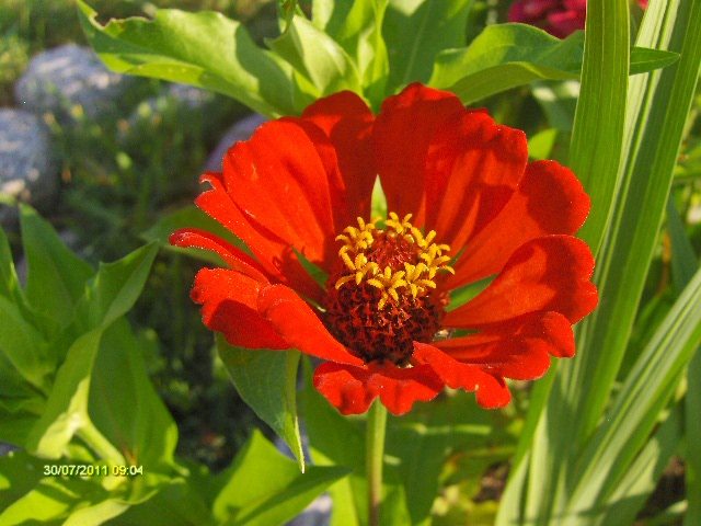 carciumareasa - 07_IULIE