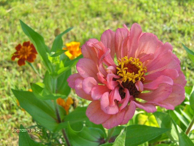 carciumareasa - 07_IULIE