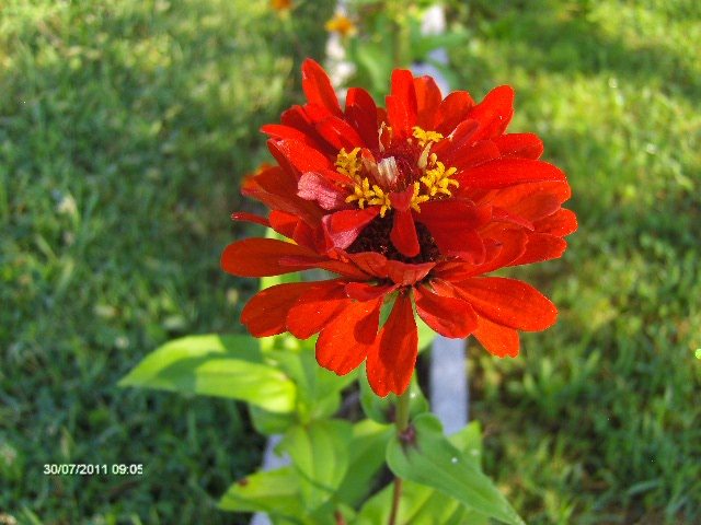 carciumareasa - 07_IULIE