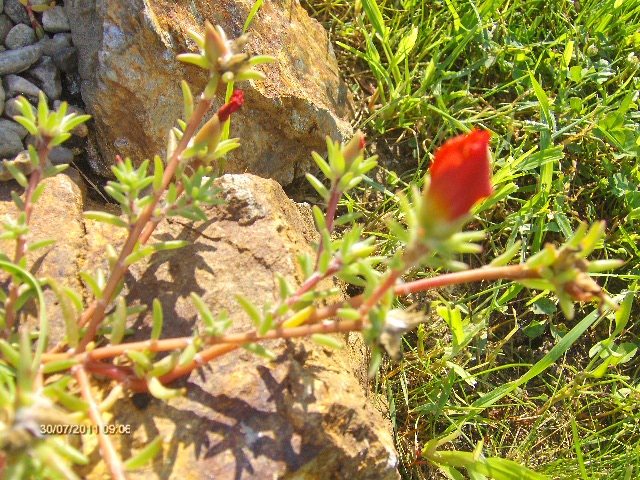 flori de piatra - 07_IULIE