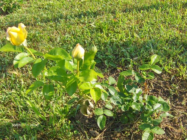 trandafir - 07_IULIE