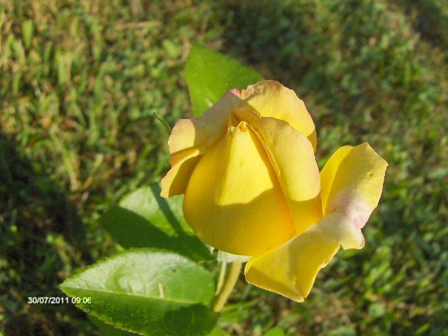 dimineata - 07_IULIE
