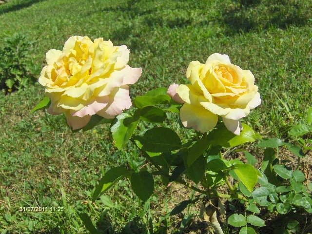 la amiaza - 07_IULIE